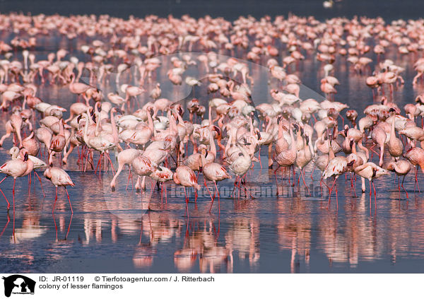 colonyof lesser flamingos / JR-01119